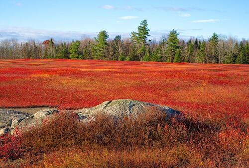 Wild Blueberries in Autumn